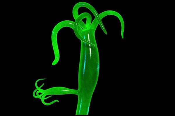 Kraken kraken link24 info