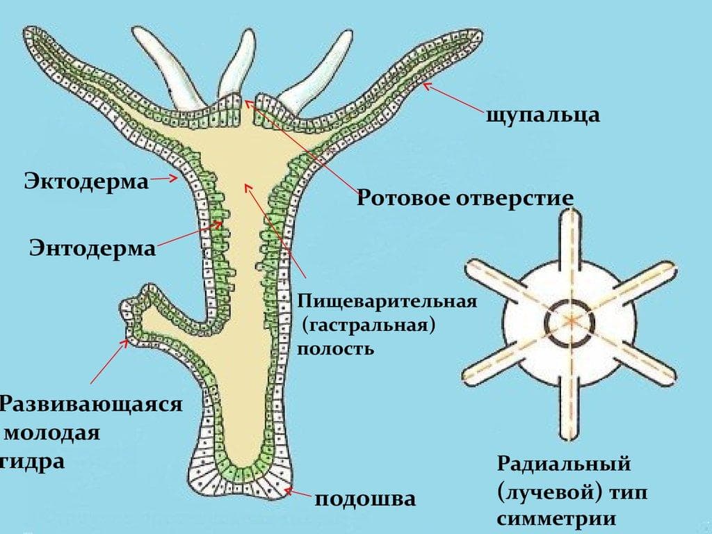 Кракен оф ссылка